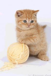 клубные котята питомника"sweettoy"