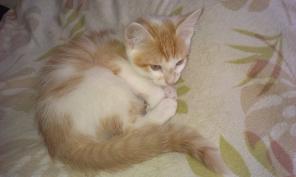 Рыжий котенок на счастье