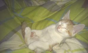 Рыжий котенок на счастье