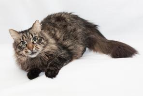Котик Лешик - сибирский красавец ищет дом