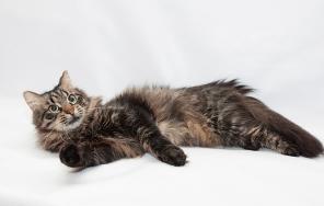 Котик Лешик - сибирский красавец ищет дом