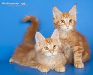 Мейн Кун котята для Вас!