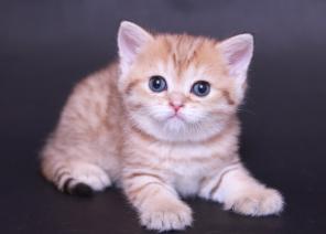 Элитные шотландские котята Superfold