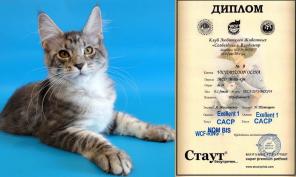 Мейн Кун – Чистокровные котята!