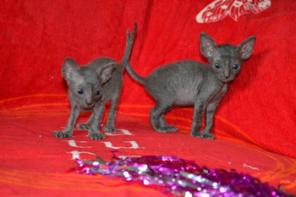 Элитные кудрявые котята корниш рекс