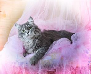 Сибирский котик в добрые руки!