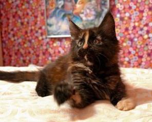 Котенок кошечка Мейн-кун из питомника