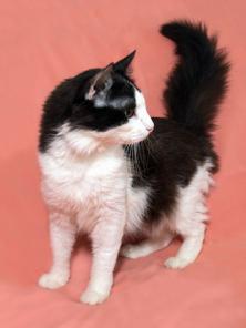 Костик, добрый, ласковый, молоденький котик, в добрые руки