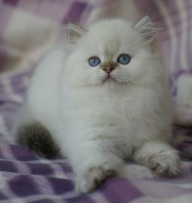 Британские котята