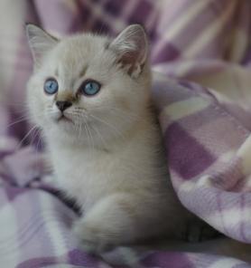 Британские котята