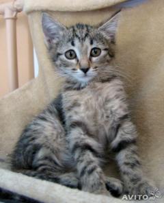 Котенок Соня 2 мес. в добрые руки