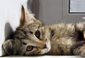 Котенок Соня 2 мес. в добрые руки