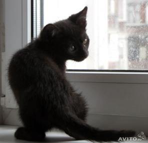 Черный котенок девочка 2 мес. Ночка