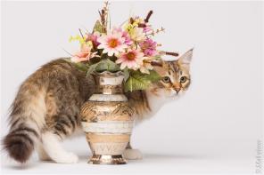 Сибирский котенок - белые лапки