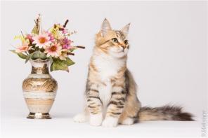 Сибирский котенок - белые лапки