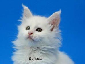 Далида - чудесная мен-куночка