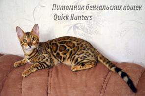 Бенгальские породистые котята