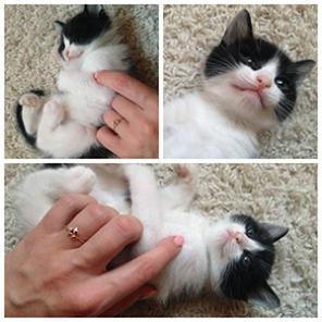 Котята из приличной семьи