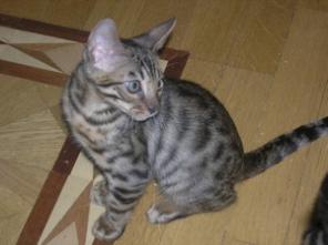 Бенгальские котята