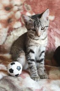 Котята в добрые руки!