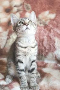Котята в добрые руки!
