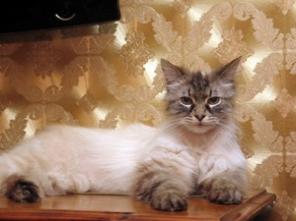 Невский маскарадный кот в добрые руки