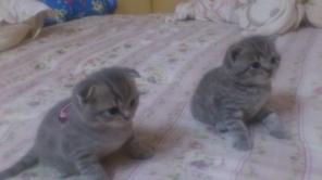 Продаю британских котят
