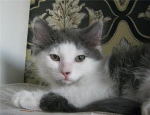 Котенок (девочка) в добрые руки.