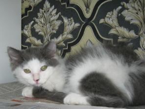 Котенок (девочка) в добрые руки.