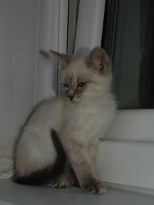 котят (Невские маскарадные)девочка и мальчик