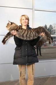 Котята самой крупной породы кошек - мейн-кун!