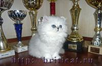 Персидские котята серебристая шиншилла