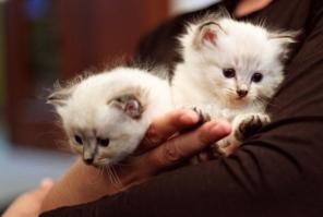 Красивых котят Невской маскарадной