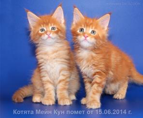 Мейн Кун - Чистокровные Котята!