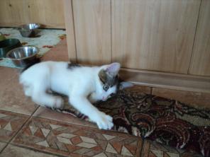 Котенок по имени Зайка