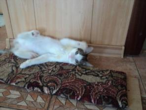 Котенок по имени Зайка