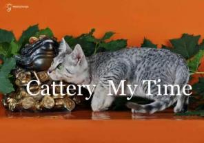 Продаются Котята Египетской МАУ
