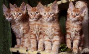 Рыжая банда, котята мейн кун