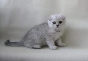шотландские котята для вас