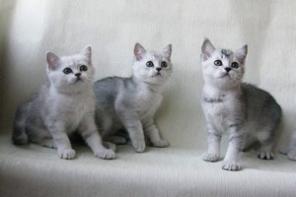 шотландские котята для вас