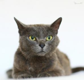 Королевская особа Мишель ищет дом.