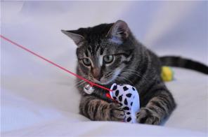 Очаровательный котик Барсик в дар.