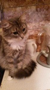 Молоденькая кошечка Марусенька (7 мес.)