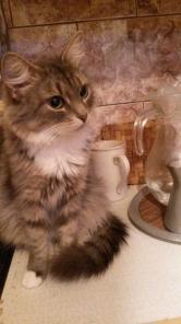 Молоденькая кошечка Марусенька (7 мес.)