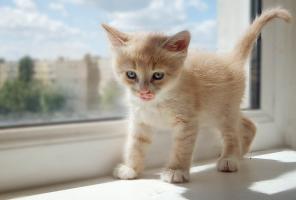 Котятки ищут дом