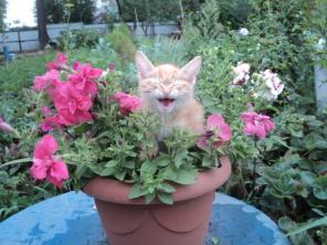 Котятки ищут дом