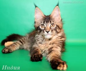Чистокровные Котята Мейн Кун!