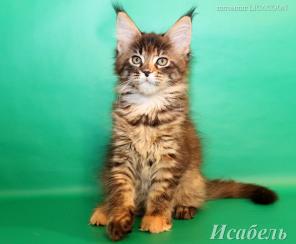 Чистокровные Котята Мейн Кун!