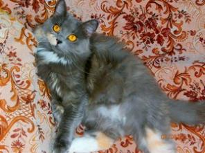 Красивая кошка в дар