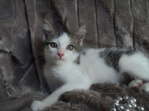 Котенок - Яшенька (1.5 мес.)